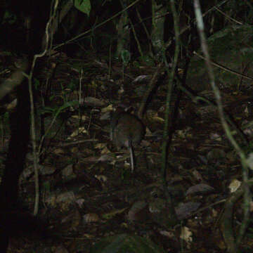 Image of Giant White-tailed Rat