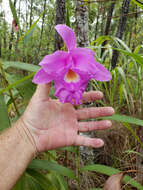 Imagem de Sobralia macrantha Lindl.