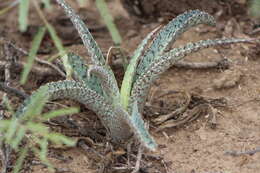 Plancia ëd Agave brunnea S. Watson