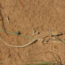 Image of Acanthodactylus aegyptius Baha El Din 2007