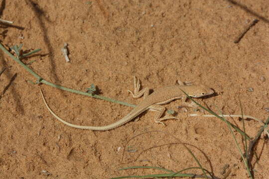 Plancia ëd Acanthodactylus aegyptius Baha El Din 2007