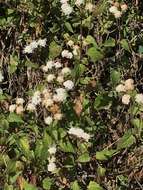 Sivun Ageratina glechonophylla (Less.) R. King & H. Rob. kuva