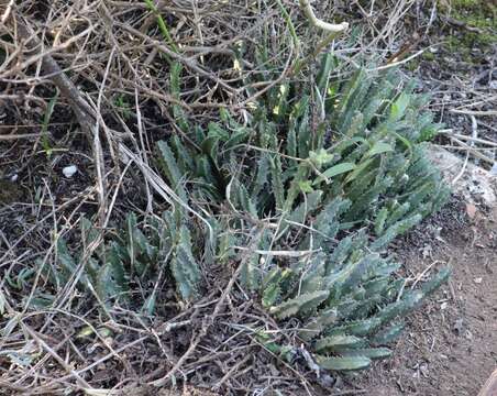 صورة Huernia barbata subsp. barbata