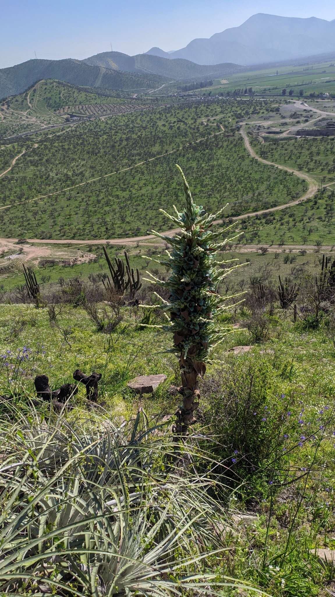 Puya alpestris subsp. zoellneri Zizka, J. V. Schneid. & Novoa的圖片