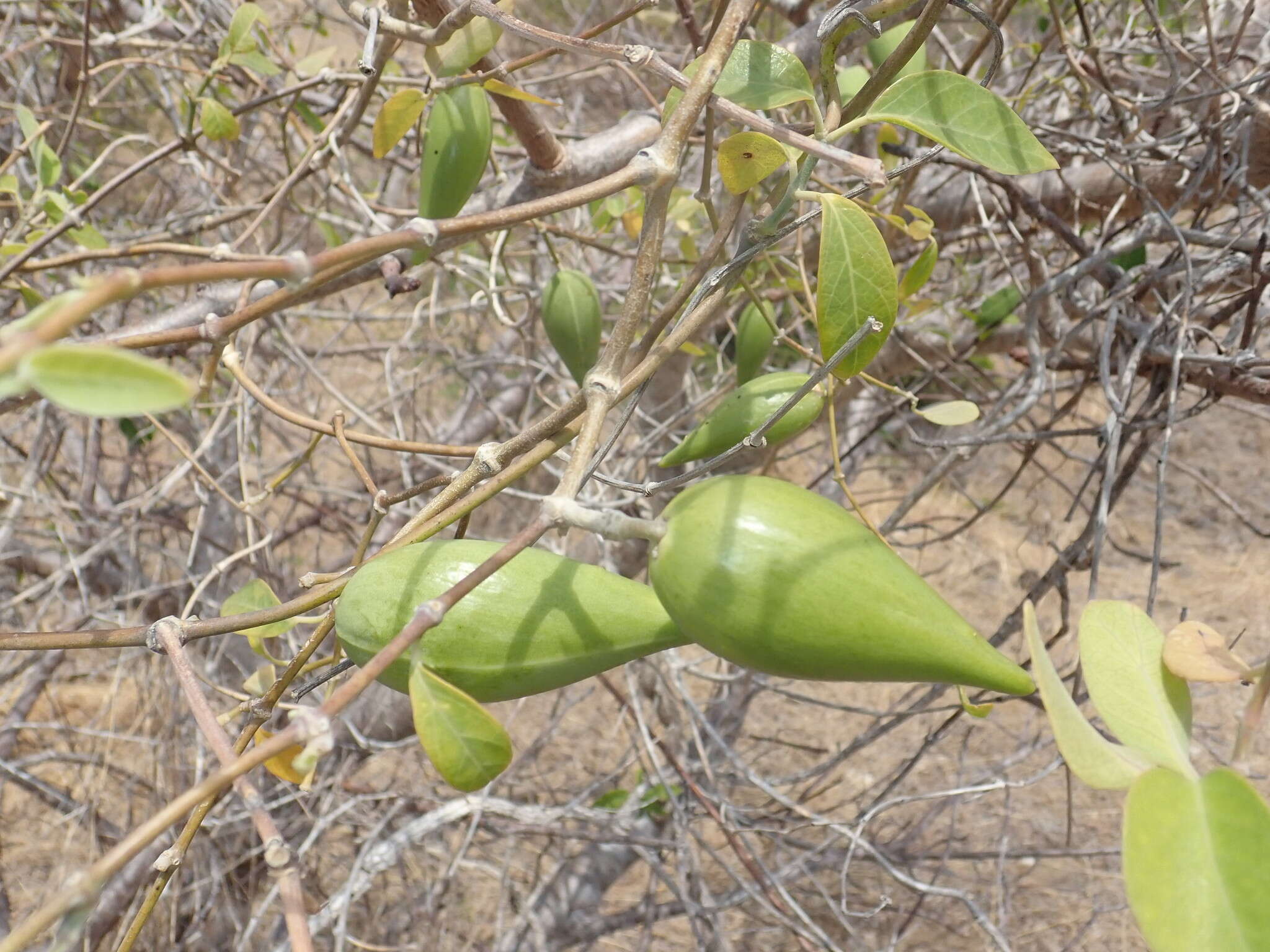 Image of Leptadenia madagascariensis Decne.