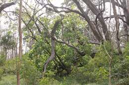 Image of hibiscadelphus