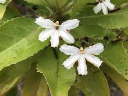 Imagem de Scaevola chamissoniana Gaud.