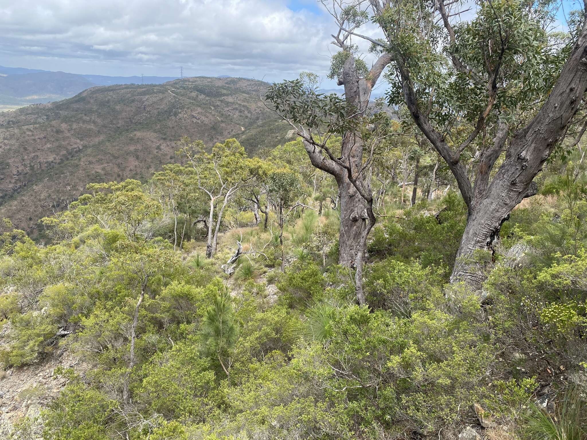 Image of Acacia purpureapetala