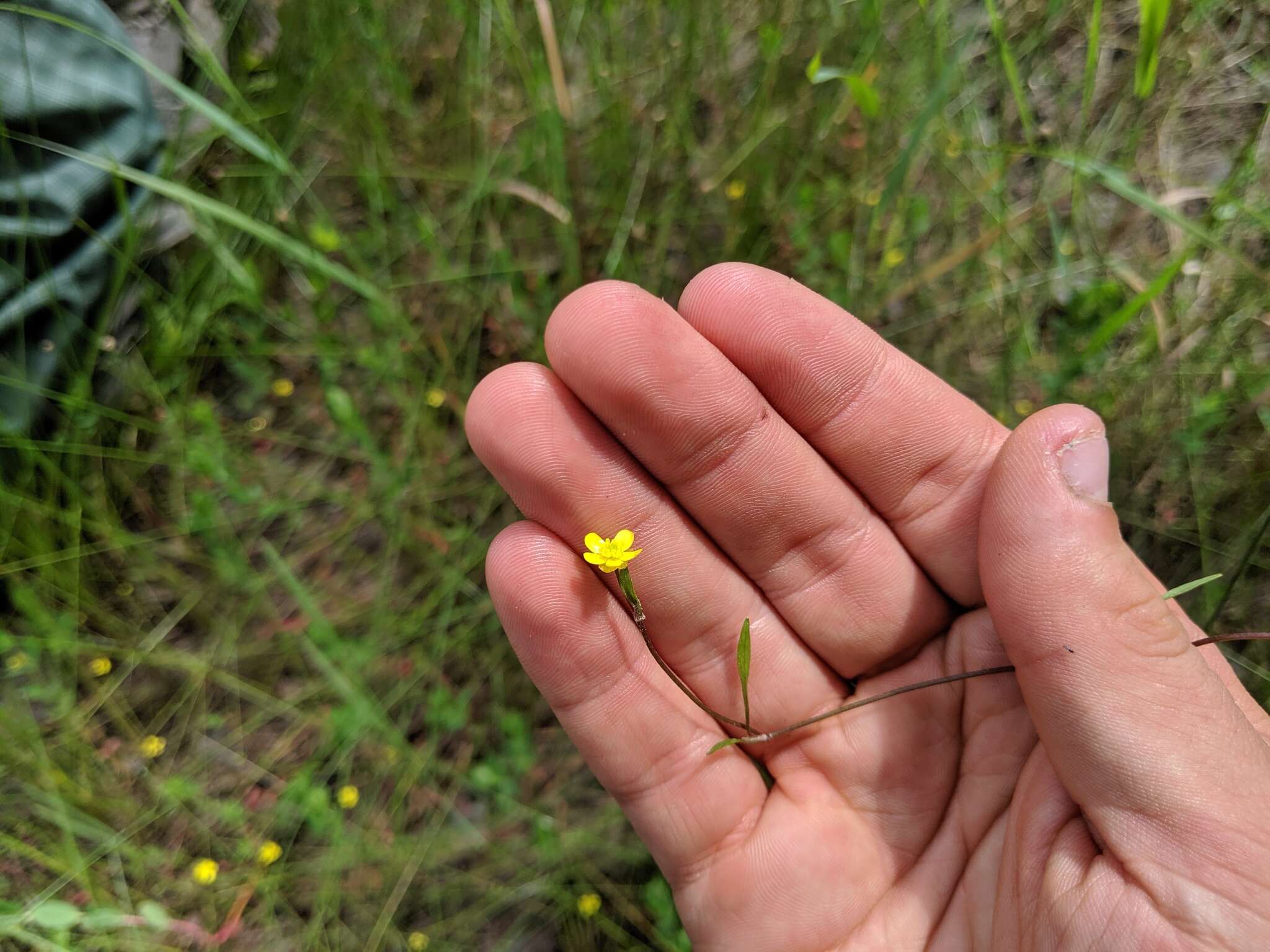 Image of Creeping Spearwort