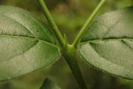 Image of Rock Alder