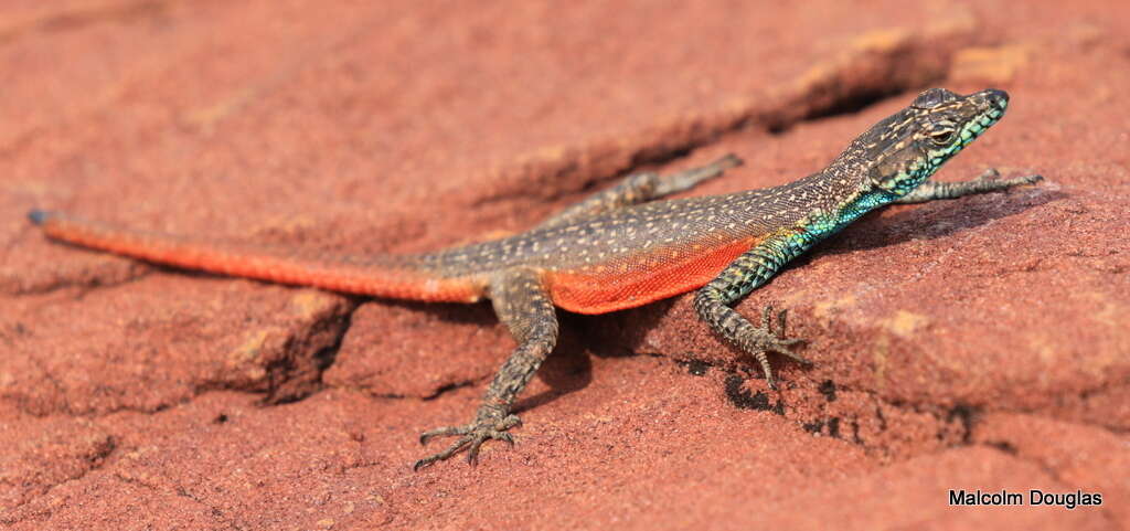 Image of Waterberg Flat Lizard