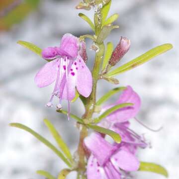 Imagem de Dicerandra frutescens subsp. thinicola (H. A. Mill.) D. B. Ward