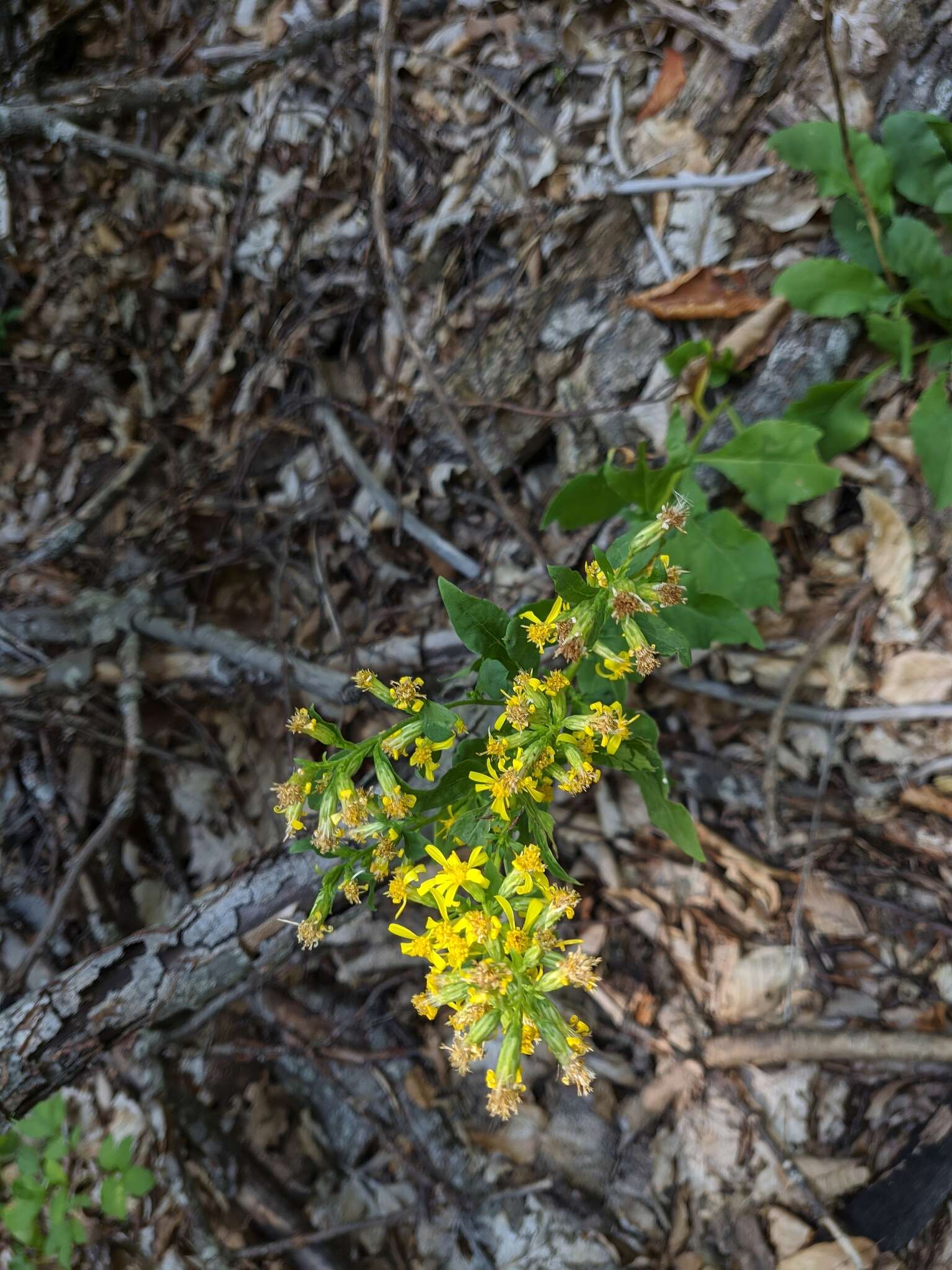 Plancia ëd Solidago virgaurea subsp. taurica (Juz.) Tzvel.