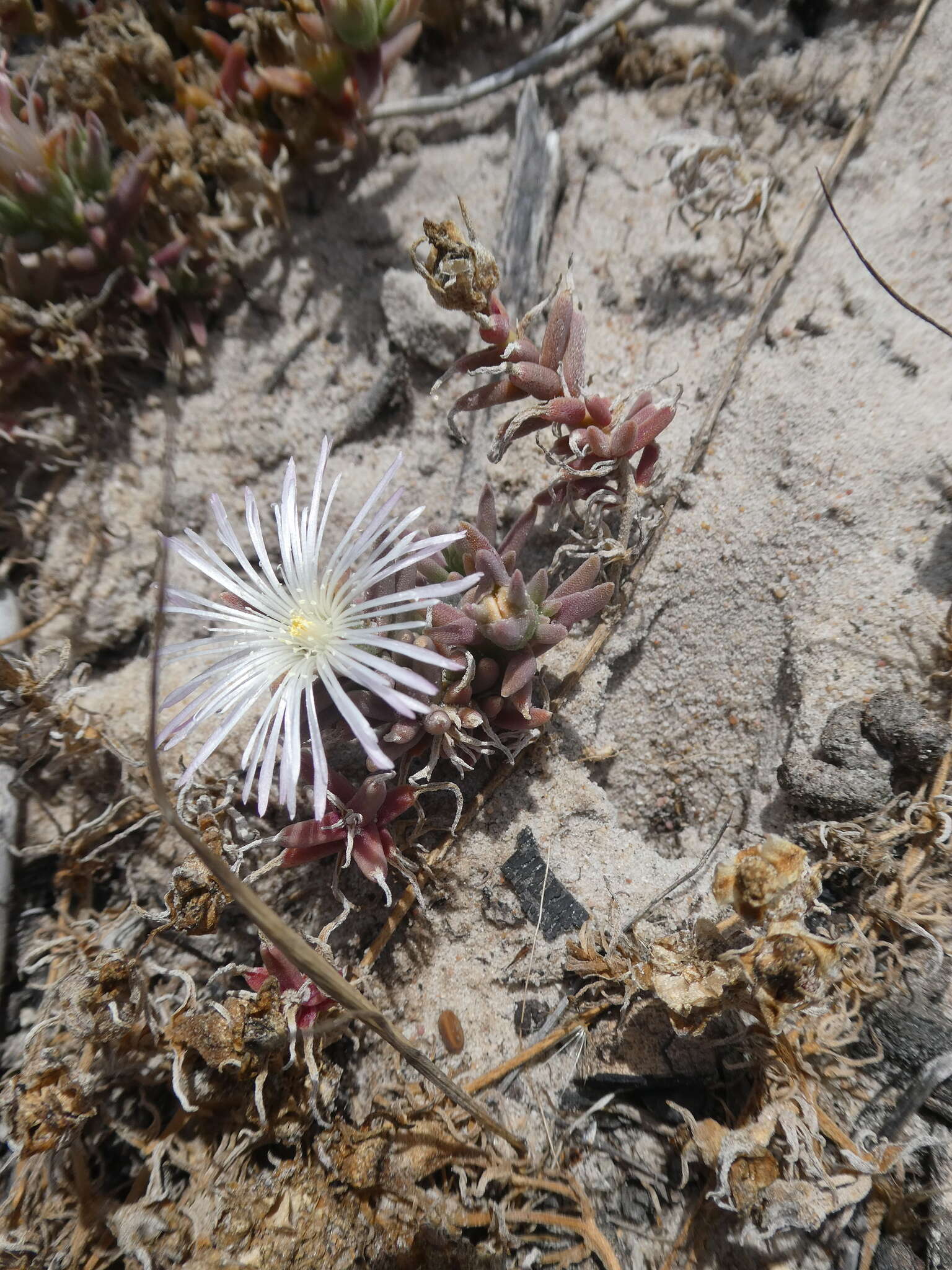 Image of Mesembryanthemum canaliculatum Haw.