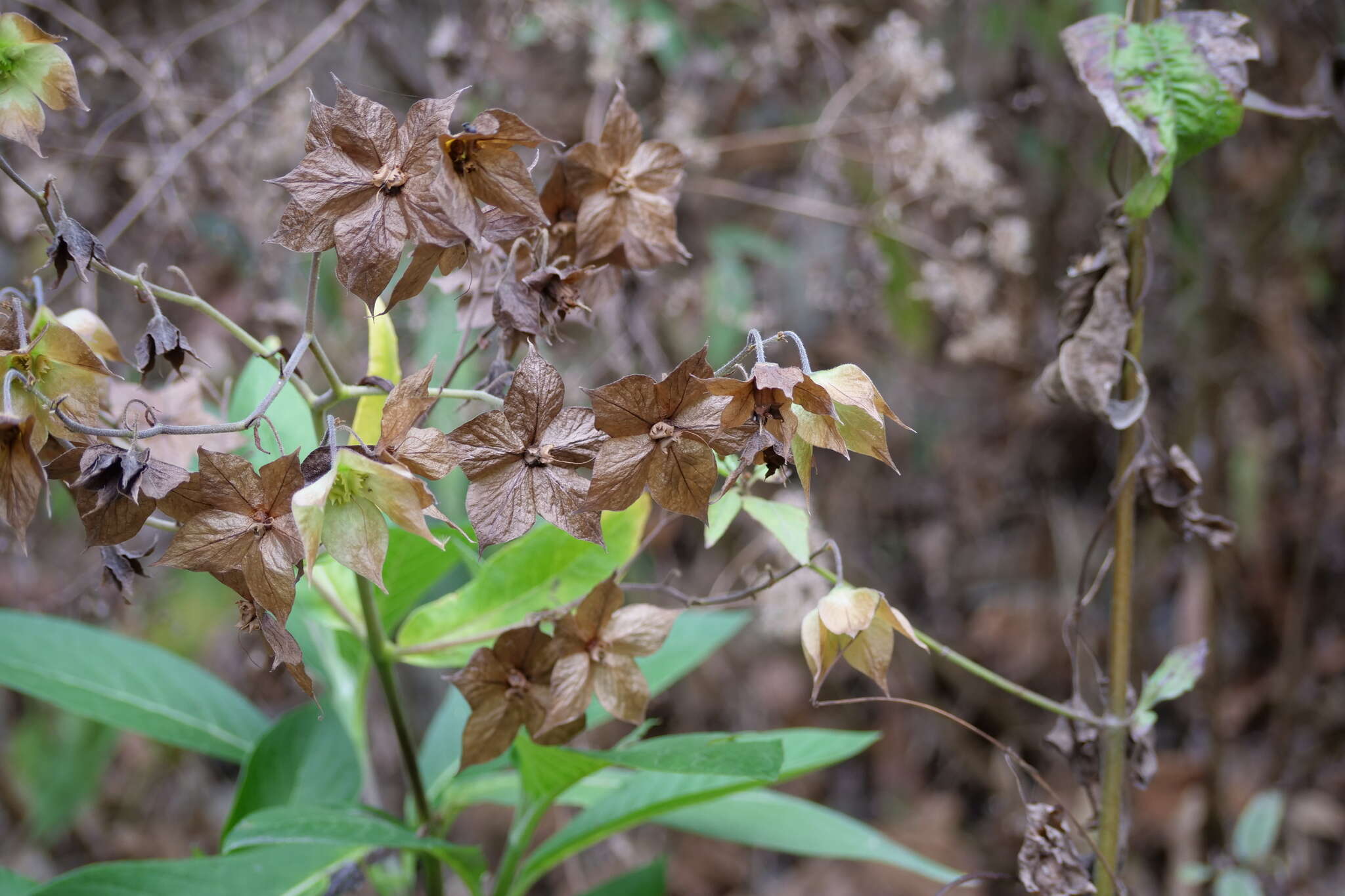 Image of Trichodesma calycosum Collett & Hemsl.