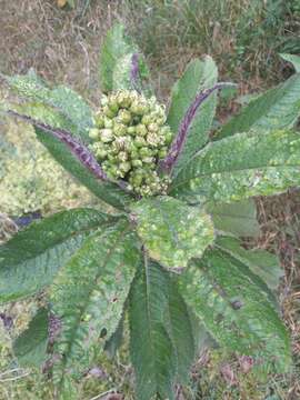 Image of Dendrophorbium multinerve (Sch. Bip. ex Klatt) C. Jeffrey