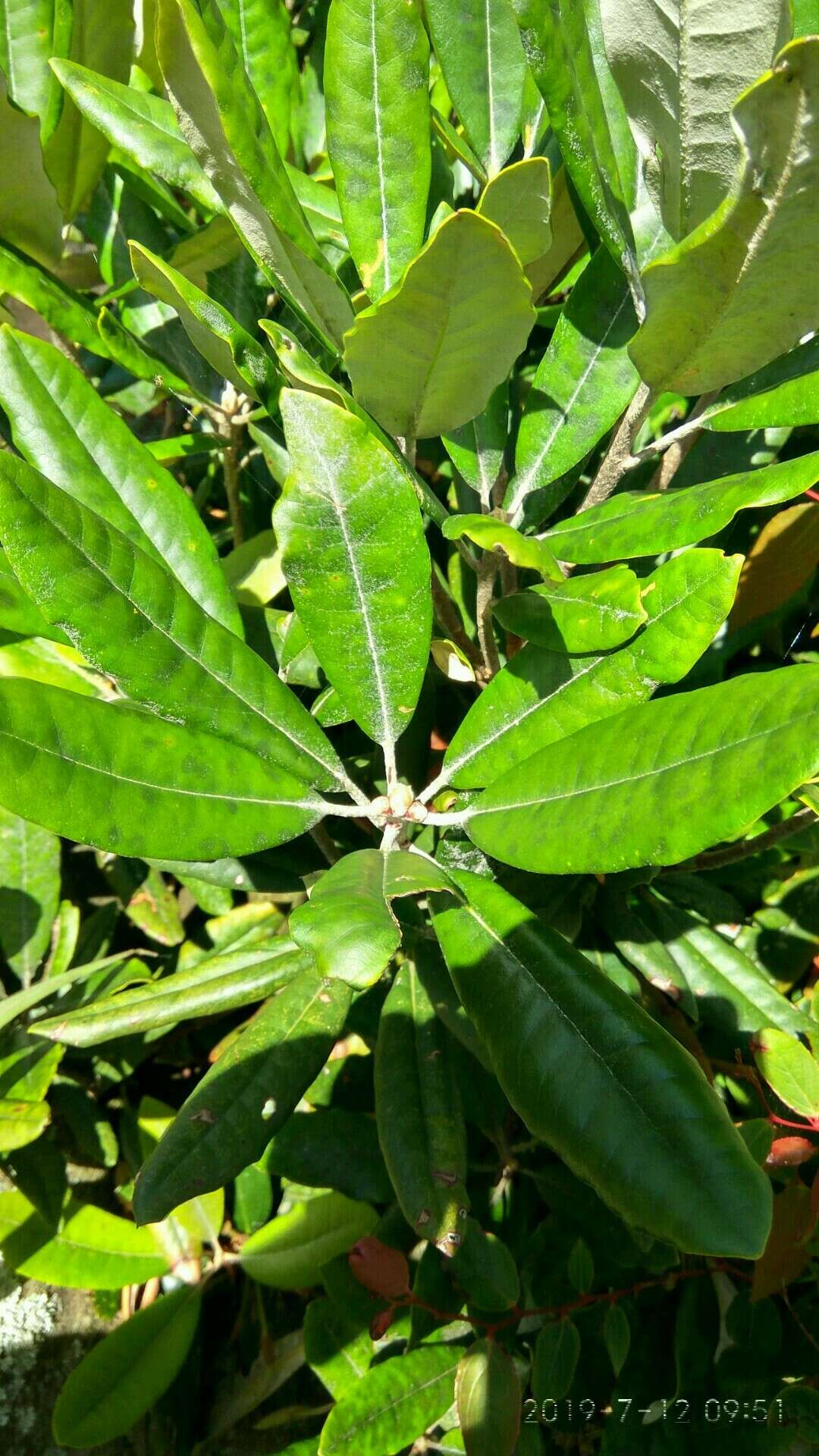 Слика од Rhododendron formosanum Hemsl.