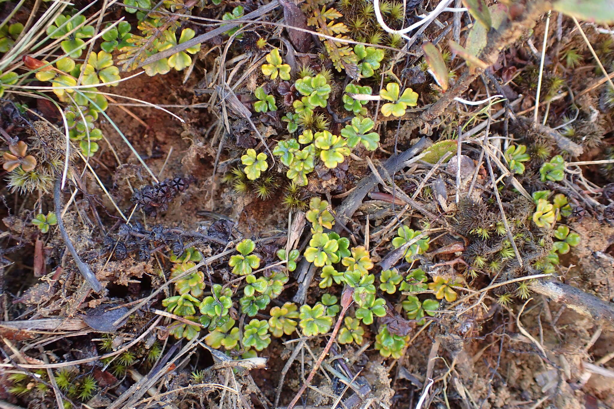 Imagem de Azorella hydrocotyloides (Hook. fil.) T. Kirk