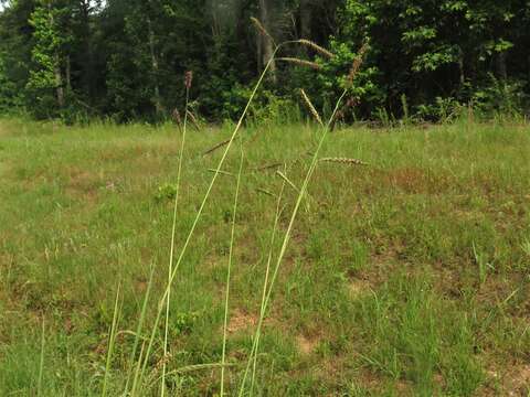 Image of brownseed paspalum