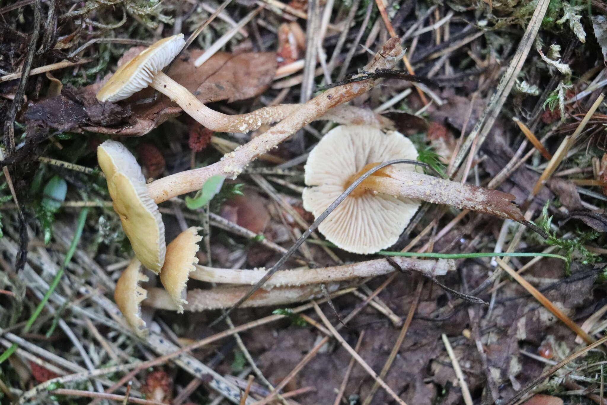 Image of Cystoderma jasonis (Cooke & Massee) Harmaja 1978