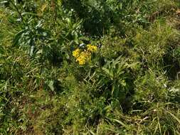 Image of Senecio sarracenicus L.