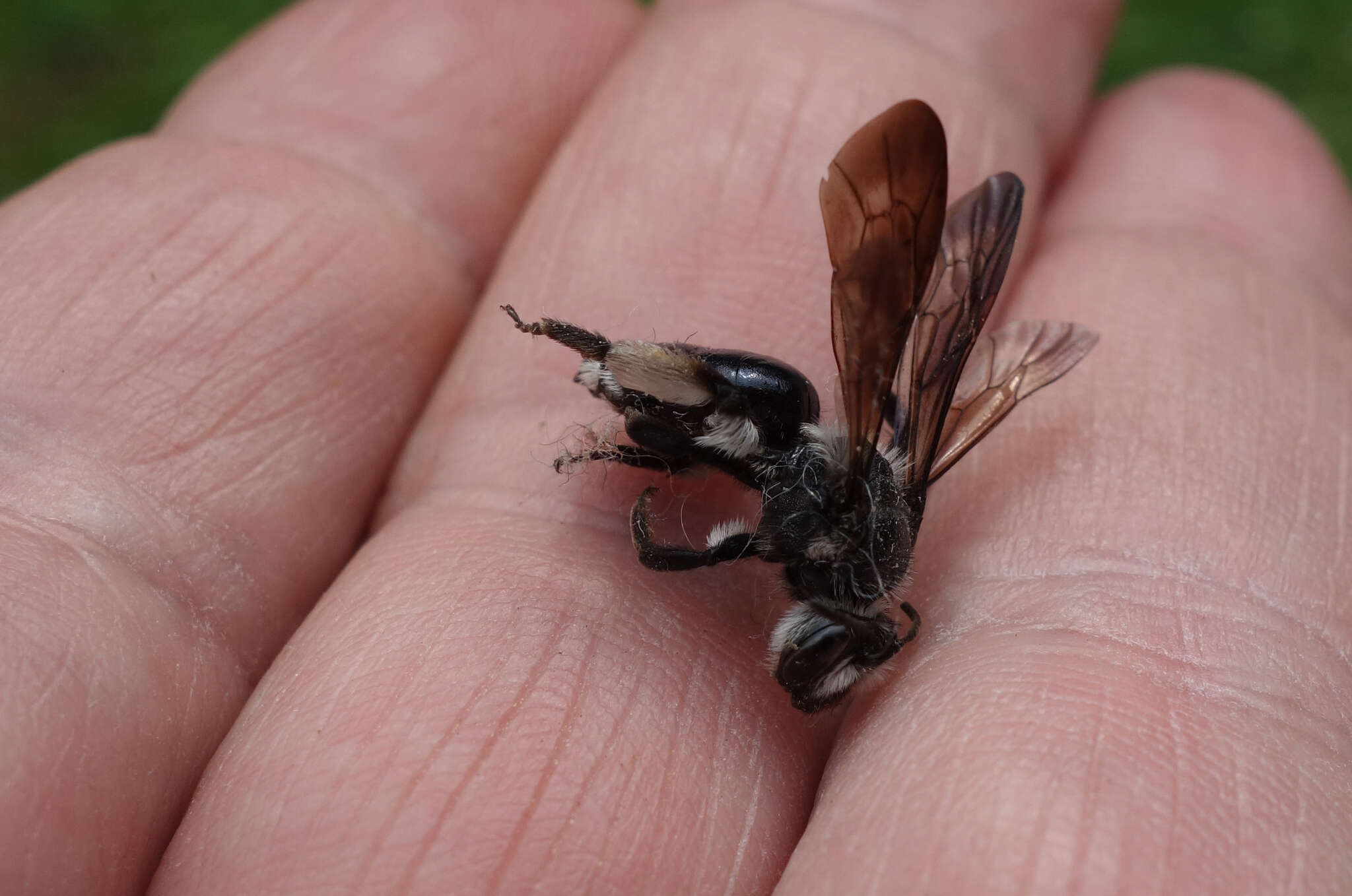 Image of Andrena pilipes Fabricius 1781