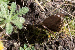 Image of Serradinga bowkeri