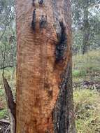 Image of Eucalyptus major (Maiden) Blakely