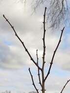 Image of common pricklyash