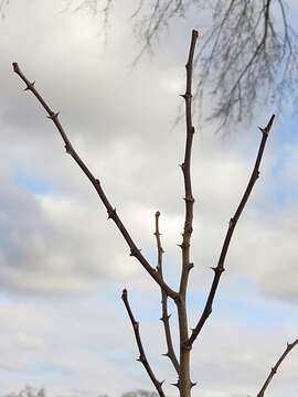 Imagem de Zanthoxylum americanum Mill.