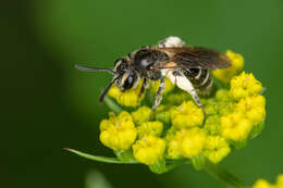 Image of Golden-Alexanders Andrena