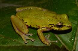 Image of Cinnamon-bellied Reed Frog