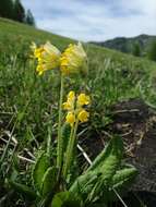 Image of Primula veris subsp. macrocalyx (Bunge) Lüdi