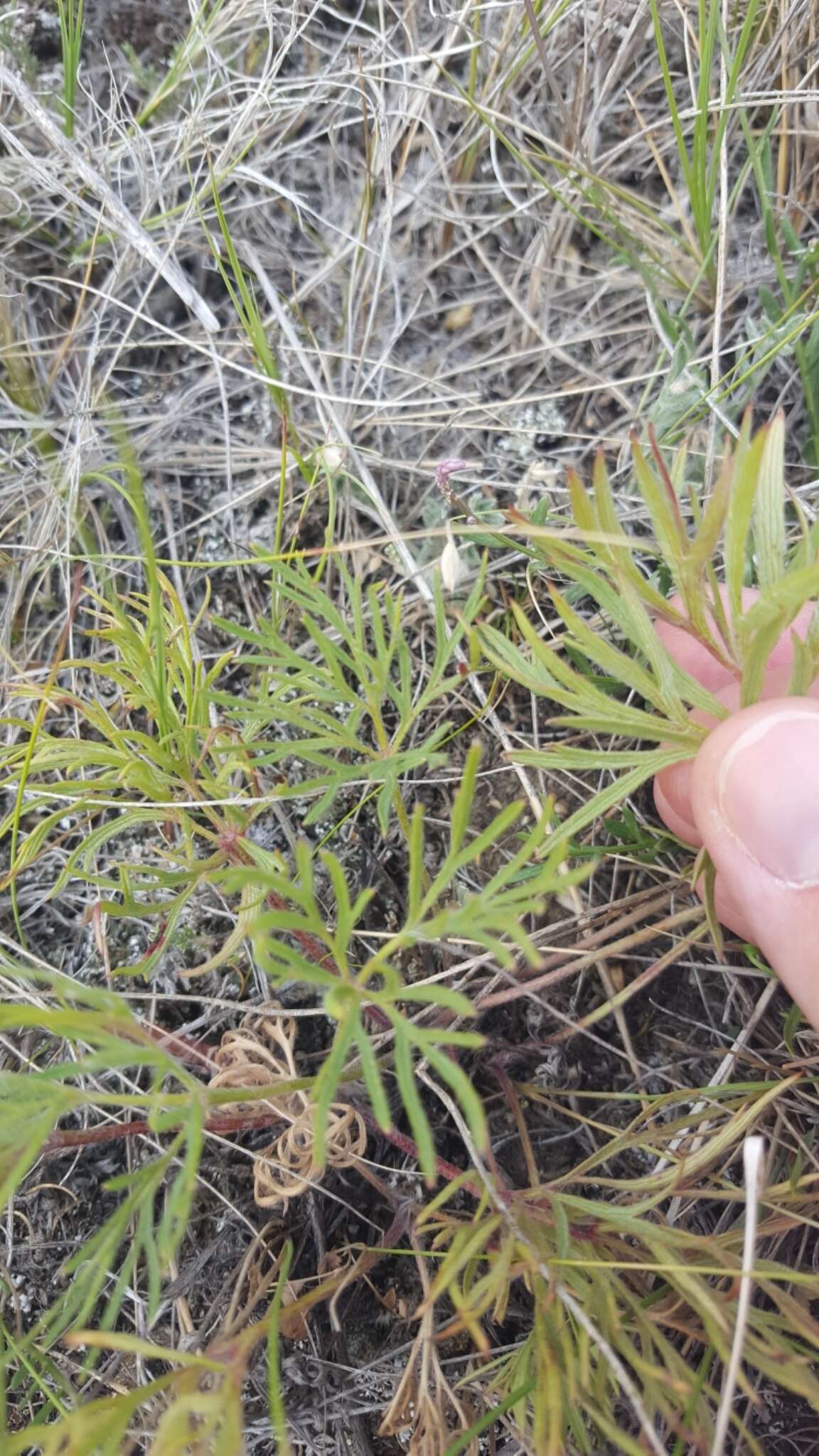 Image of Pulsatilla patens subsp. nuttalliana (DC.) Grey-Wilson