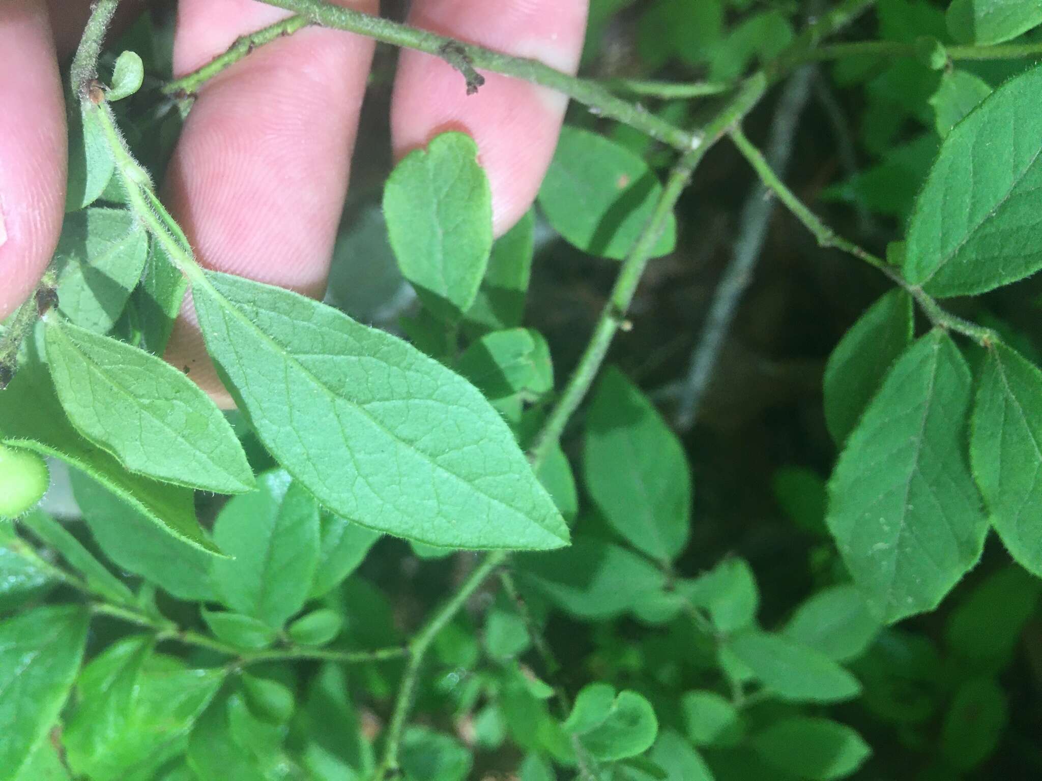 Sivun Vaccinium hirsutum Buckl. kuva