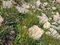 Carex capillifolia (Decne.) S. R. Zhang resmi