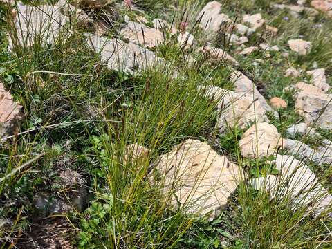 Carex capillifolia (Decne.) S. R. Zhang resmi