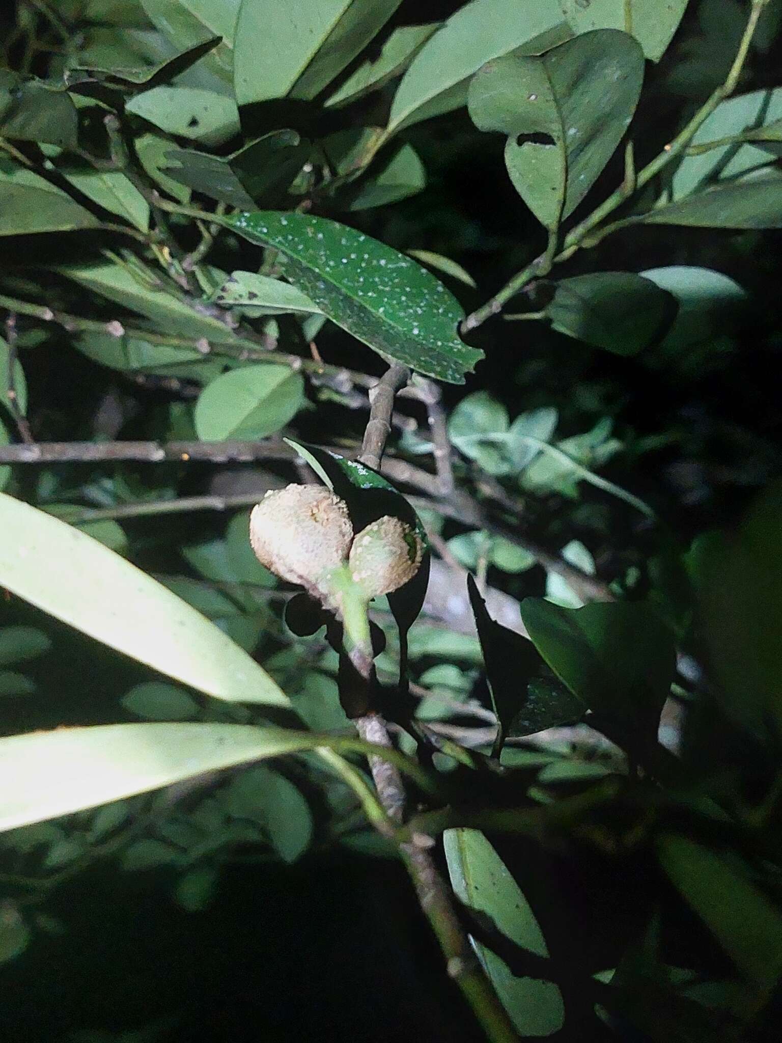 Image of Magnolia compressa Maxim.