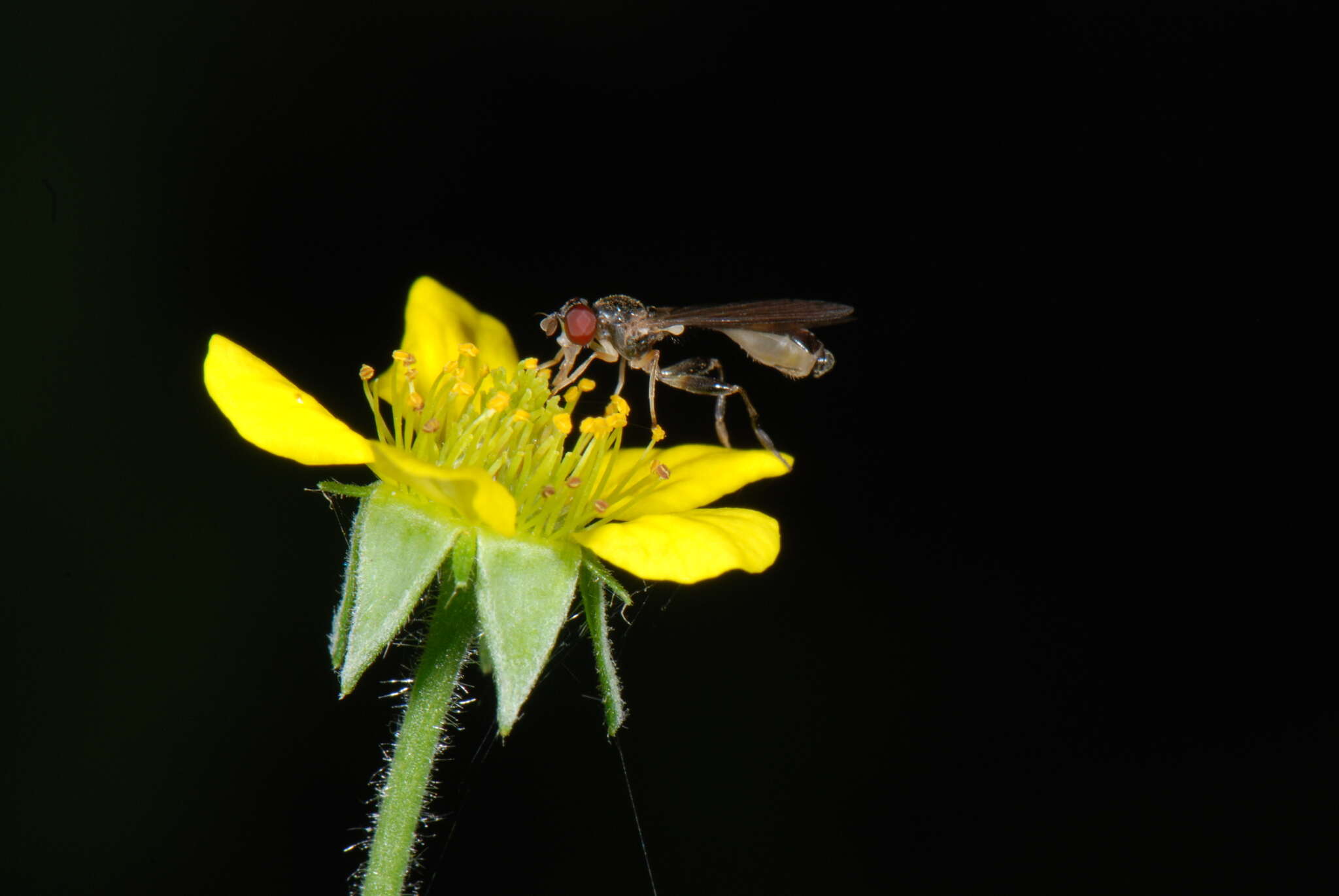 Image of Sphegina elegans Schummel 1841