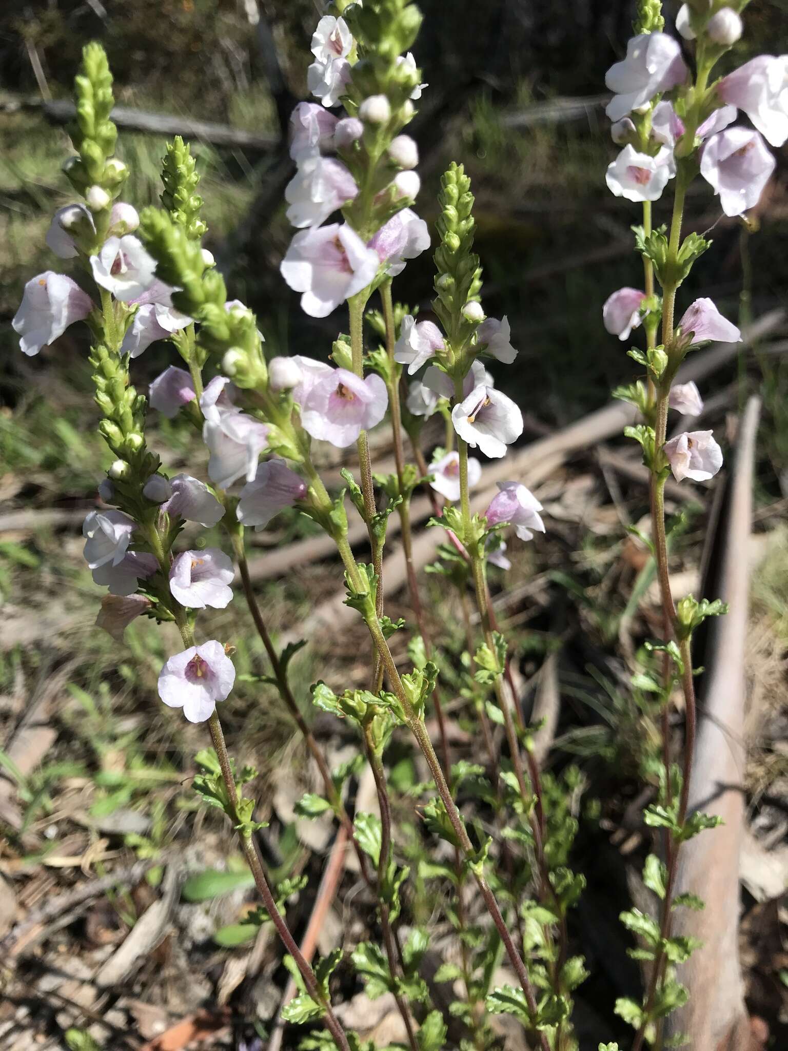 Sivun Euphrasia collina R. Br. kuva