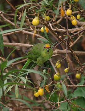 Image of Yellow-crowned Kakariki