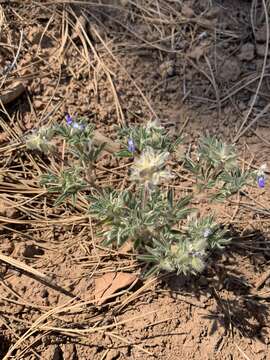 Plancia ëd Lupinus kingii S. Watson