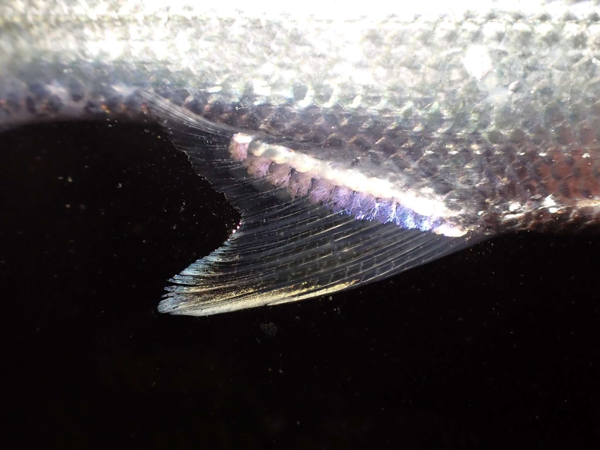 Image of Giant Herring