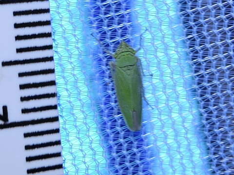 Image of Leafhopper