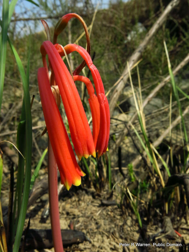 Image of Cyrtanthus tuckii var. viridilobus I. Verd.