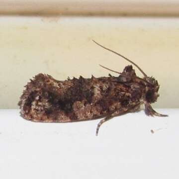 Image of Cresson's Grass-tubeworm Moth