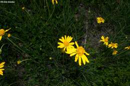 Image of Verbesina pedunculosa (DC.) Robinson