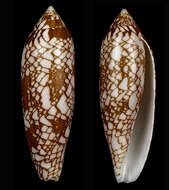 Image of Conus auratinus da Motta 1982