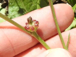 Image of striped hawksbeard