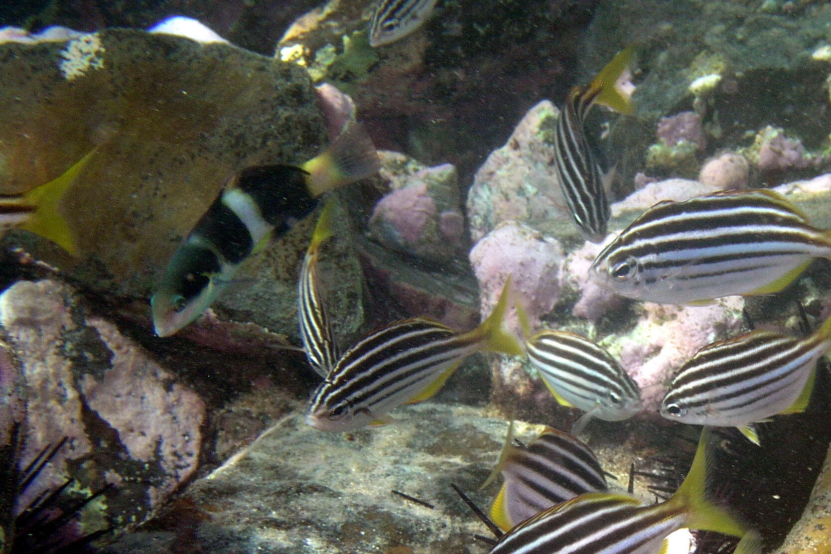 Thalassoma nigrofasciatum Randall 2003 resmi